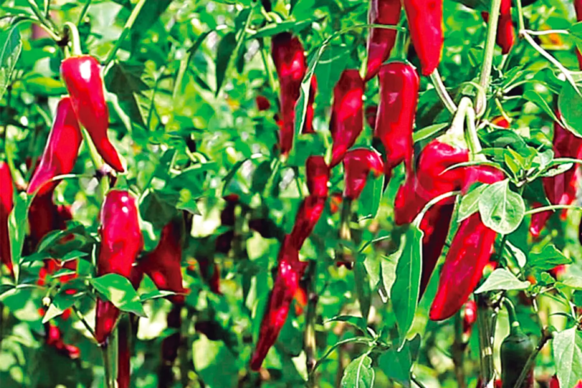 principal-capsicum-2